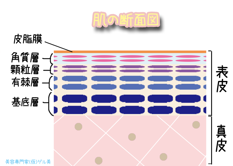 今更だけど 肌と化粧品の仕組みをわかりやすく解説 後編 皮膚とは 美容の専門家 仮 ゲル美